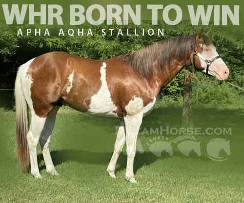 Horse ID: 2275742 WHR BORN TO WIN