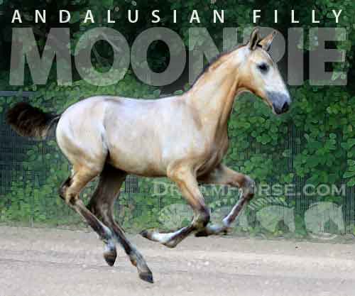 Horse ID: 2275801 Mandisa EAS