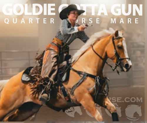 Horse ID: 2275817 GOLDIE GOTTA GUN