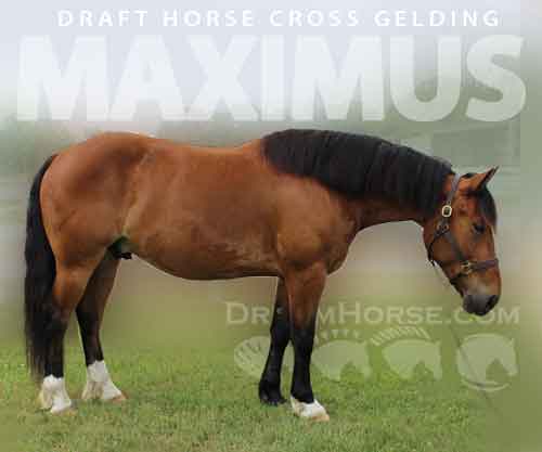 Horse ID: 2275833 Maximus