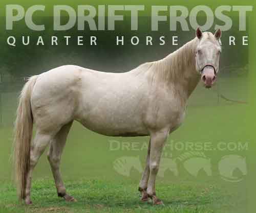Horse ID: 2275836 PC DRIFT FROST