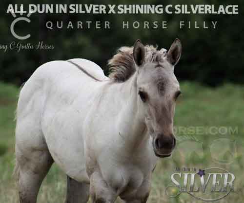 Horse ID: 2275868 ALL DUN IN SILVER X SHINING C SILVERLACE
