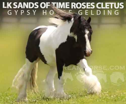 Horse ID: 2275875 LK SANDS OF TIME ROSES CLETUS
