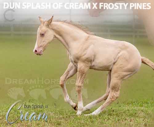 Horse ID: 2275893 DUN SPLASH OF CREAM X FROSTY PINES