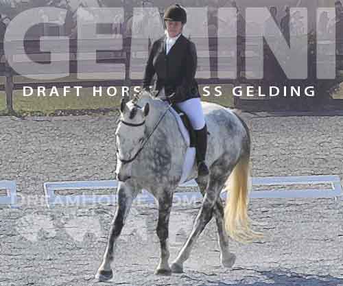 Horse ID: 2275936 Gemini