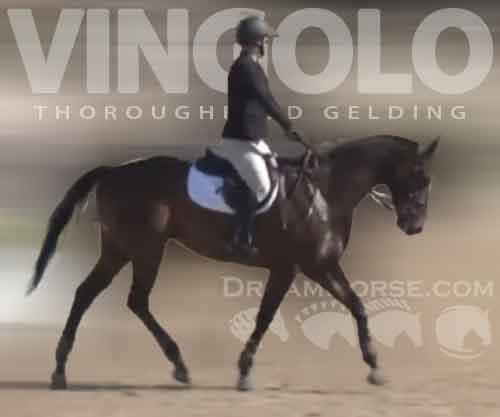 Horse ID: 2275944 Vingolo