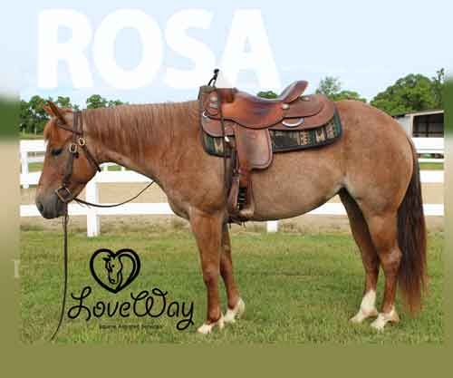 Horse ID: 2275958 Rosa