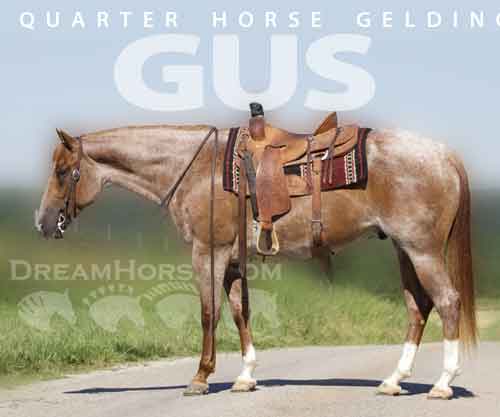 Horse ID: 2275983 Gus