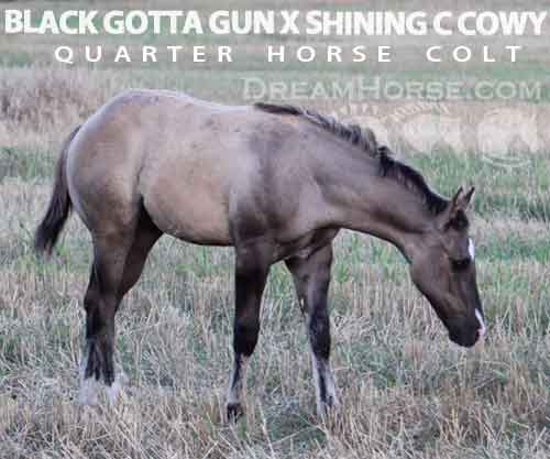 Horse ID: 2276050 BLACK GOTTA GUN X SHINING C COWY
