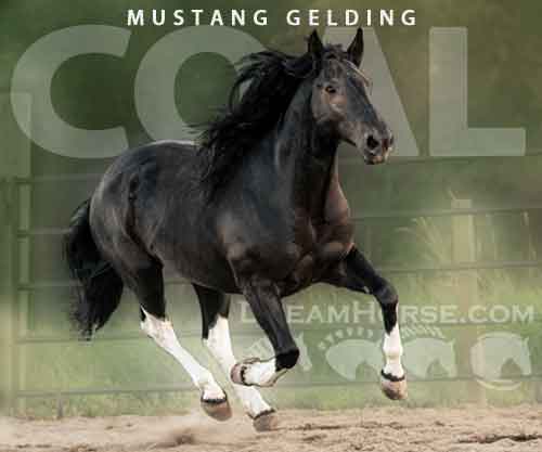 Horse ID: 2276061 Coal