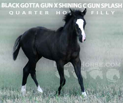 Horse ID: 2276063 BLACK GOTTA GUN X SHINING C GUN SPLASH