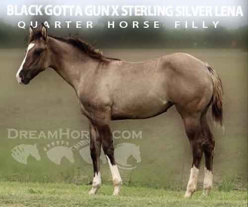 Horse ID: 2276101 BLACK GOTTA GUN X STERLING SILVER LENA