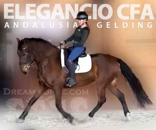 Horse ID: 2276942 Elegancio CFA