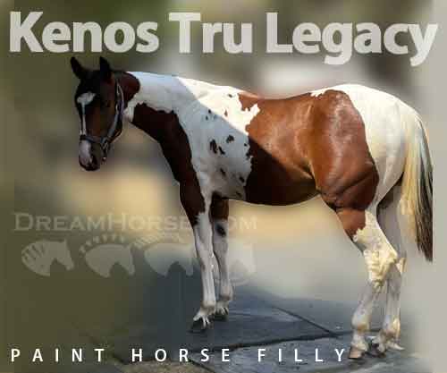 Horse ID: 2277107 Kenos Tru Legacy