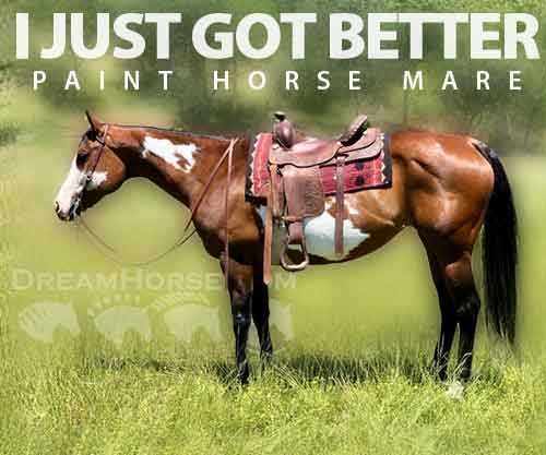 I Just Got Better, Bay APHA Paint Mare, Bay Overo Mare- Great all ...