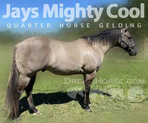 Jays Mighty Cool, Grullo AQHA Quarter Horse Gelding, NEW VIDEO AQHA ...