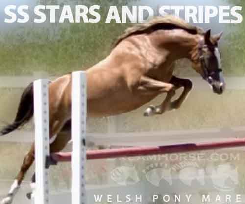 Horse ID: 2277305 SS STARS AND STRIPES