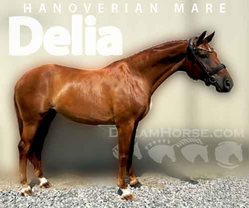 Horse ID: 2277478 Delia