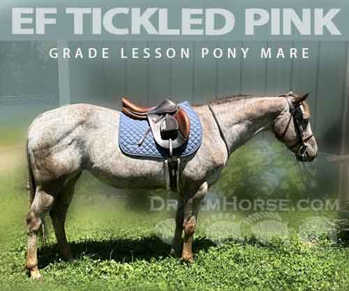 Horse ID: 2277492 EF Tickled Pink