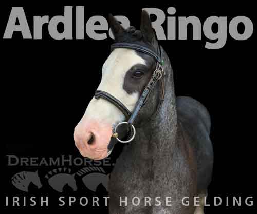 Horse ID: 2277501 Ardlea Ringo