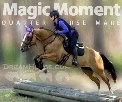 Horse ID: 2277503 Magic Moment