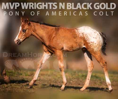 Horse ID: 2277536 MVP WRIGHTS N BLACK GOLD (pending)