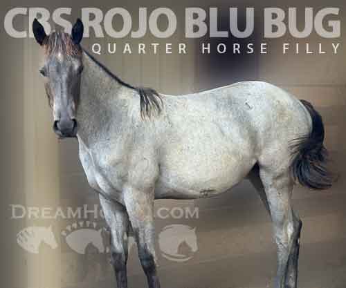 Horse ID: 2277644 CBS Rojo Blu Bug