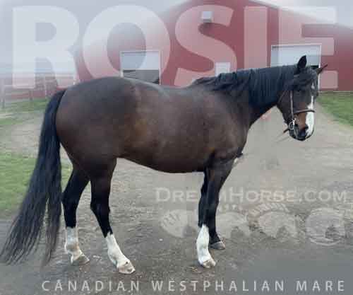 Horse ID: 2277677 Rosie -imported Canadian mare