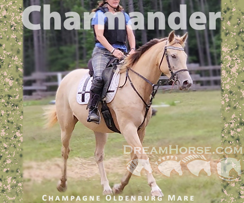 Horse ID: 2277745 Charmander