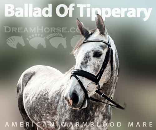 Horse ID: 2277784 Ballad Of Tipperary