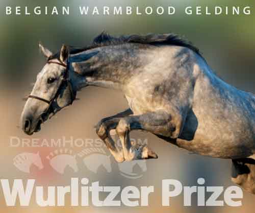 Horse ID: 2277793 Wurlitzer Prize