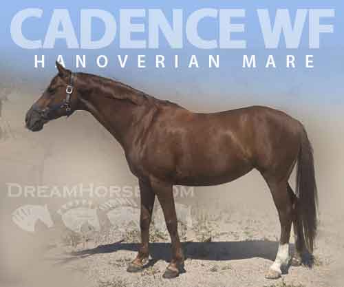 Horse ID: 2277809 Cadence WF