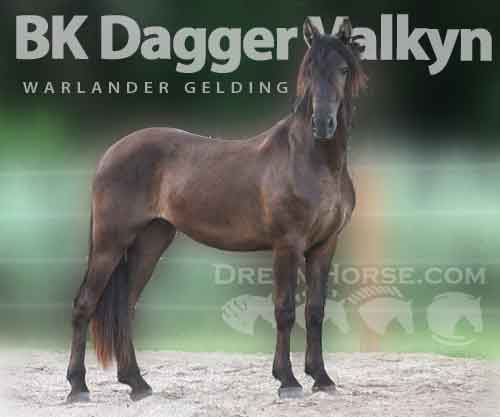 Horse ID: 2277856 BK Dagger Valkyn