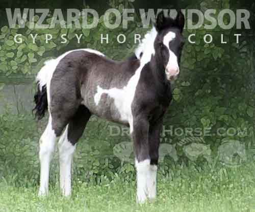 Horse ID: 2277893 WIZARD OF WINDSOR