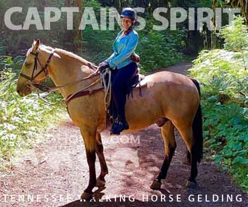 Horse ID: 2277935 Captains Spirit