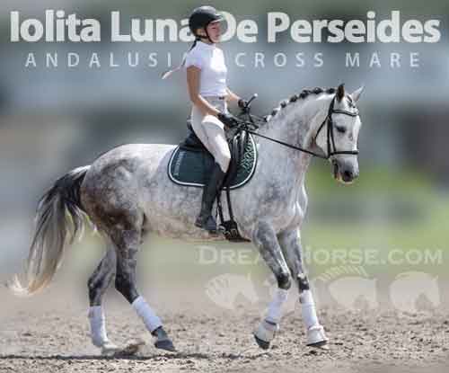 Horse ID: 2277958 Iolita Luna De Perseides