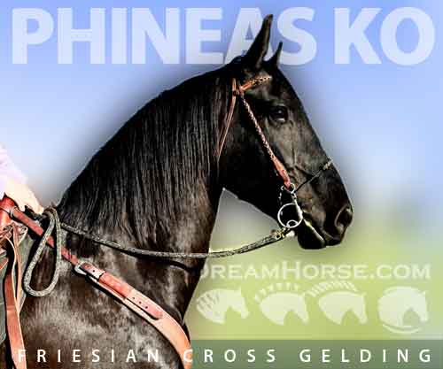 Horse ID: 2277982 Phineas KO