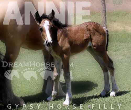 Horse ID: 2278153 Renaissance’s Annie Oakley