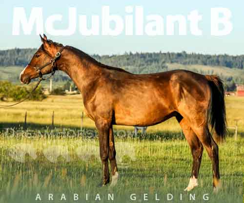 Horse ID: 2278177 McJubilant B