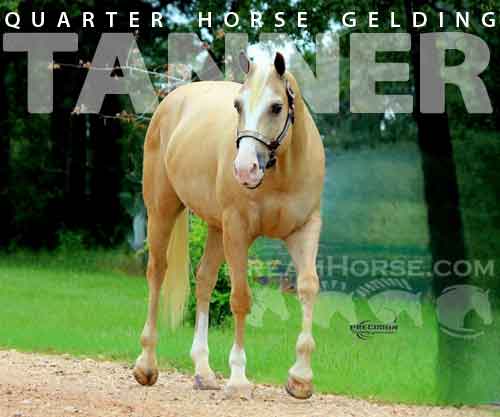 Horse ID: 2278184 TANNER