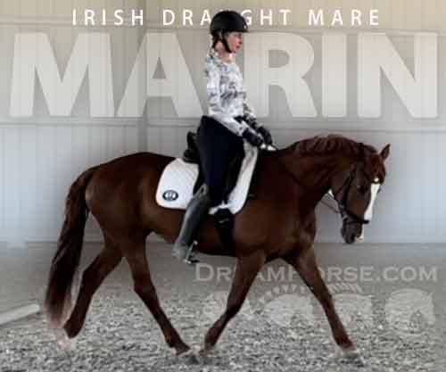 Horse ID: 2278277 Mairin