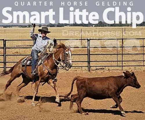 Horse ID: 2278310 Smart Litte Chip