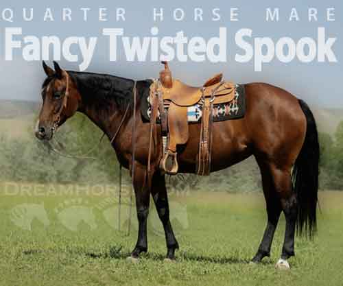 Horse ID: 2278354 Fancy Twisted Spook