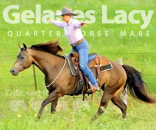 Horse ID: 2278366 Gelanes Lacy