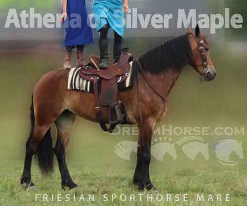 Horse ID: 2278489 Athena of Silver Maple