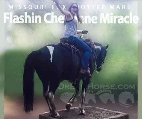 Horse ID: 2278491 Flashin Cheyenne Miracle