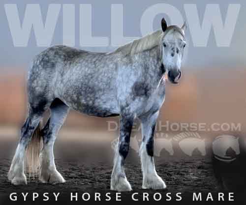 Horse ID: 2278501 Willow