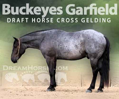 Horse ID: 2278523 Buckeyes Garfield