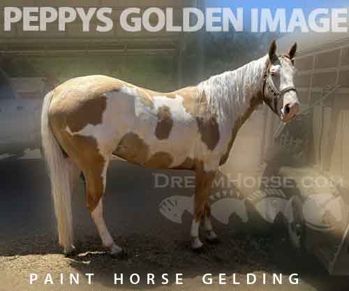 Horse ID: 2278524 Peppys golden image