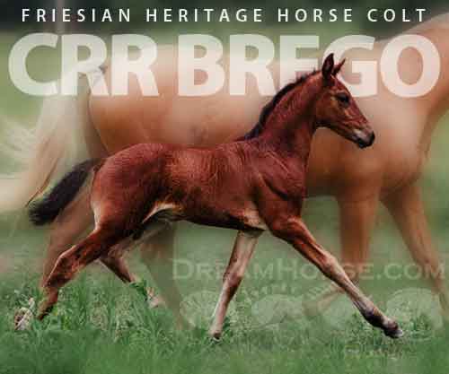 Horse ID: 2278590 CRR Brego